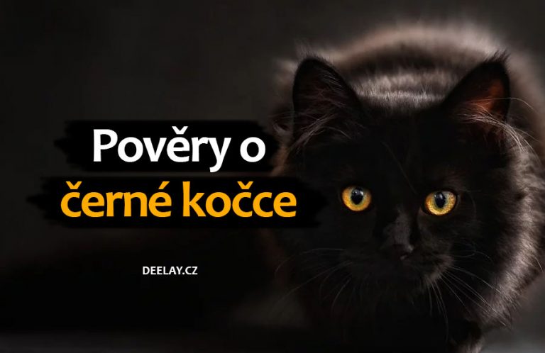 Pověry o černé kočce: Smůla nebo štěstí?