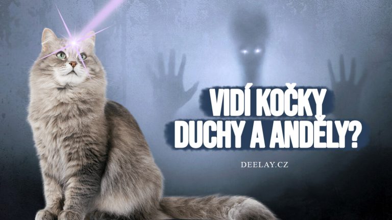 Vidí kočky duchy a anděly? Tajemný šestý smysl koček