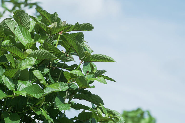 Jaké existují barvy kratomu?